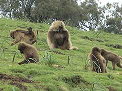 Parc National du Simien ( UNESCO Patrimoine Mondial )