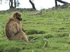 Parc National du Simien ( UNESCO Patrimoine Mondial ), babouins gélada