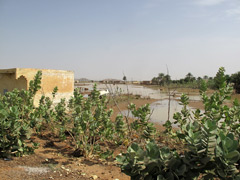 Même au Sahara, les crises d'inondation existent !