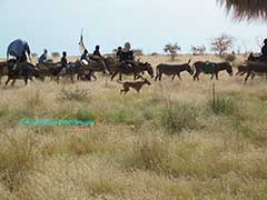 transhumance des peuls