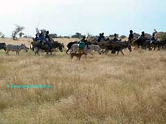 transhumance des peuls