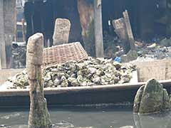 Des huîtres à Makoko