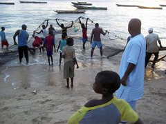 Retour de pêche à Dakar : la prise n’est souvent guère abondante. Les pêcheurs proviennent principalement de l’ethnie sérère.