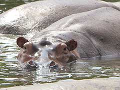 hippopotames