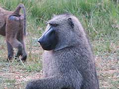 Un babouin dans le parc national Murchison Falls