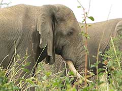 Un éléphant dans le parc national Murchison Falls