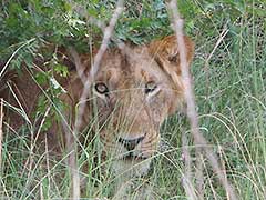 Un lion dans le parc national Murchison Falls