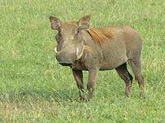 Un phacochère dans le parc national Murchison Falls