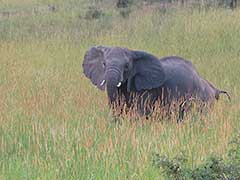 Un éléphant dans le parc national Murchison Falls
