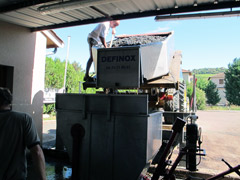 Les raisins avant vinification