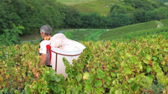 Gamay: les vendanges