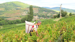 Beaujolais : les vendanges