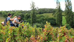 Filmant les vendanges