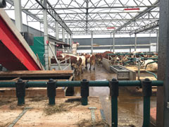 Les vaches de la Ferme Flottante se rendent volontairement aux robots de traite pour être traites à leur convenance !