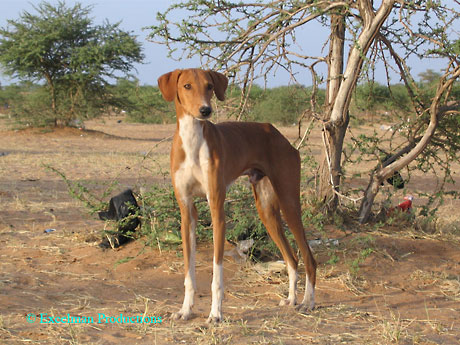 Les Wodaabe du Niger