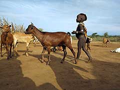 エチオピアのオモ川下流域のハマー族