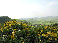 エチオピアの北部の田舎の景色