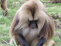 シミエン国立公園（ 世界遺産 ），ゲラダヒヒ猿