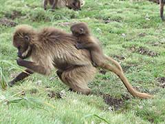 シミエン国立公園（ 世界遺産 ） ゲラダヒヒ猿