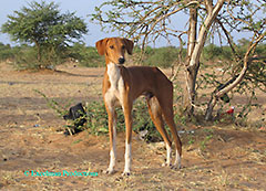 ニジェール犬