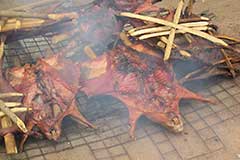 このグラッス・カッター（草切り）と呼ばれる大きいネズミの肉は西アフリカで大人気。