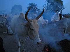 南スーダンのディンカ族の家畜