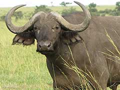 ウガンダのマーチソン・フォールズ国立公園の水牛