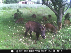 立ち入り禁止区域の野生動物：猪