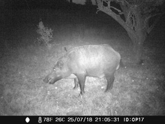 立ち入り禁止区域の野生動物：猪