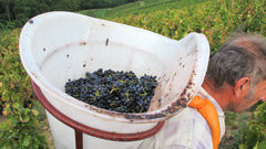 収穫された後の葡萄
