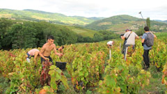 ボジョレーワイン：葡萄の収穫の撮影取材