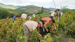 ボジョレーワイン：葡萄の収穫