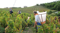 葡萄の収穫：ボジョレー