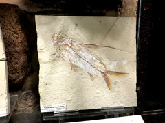 1億年前に生きていた魚の化石