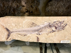 ビブロス市：1億年前に生きていた魚の化石